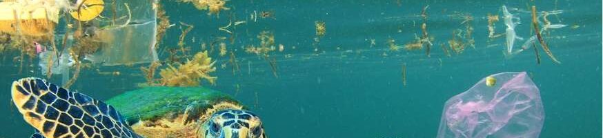 SalvaMare: una legge per preservare l’ambiente